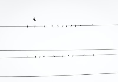 鸟在电线上休息